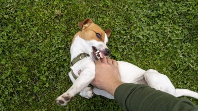 adorable-dog-park-nature-with-owner